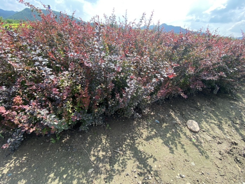 紫叶小檗红叶小檗适用于绿篱及造型景观海量全国包邮