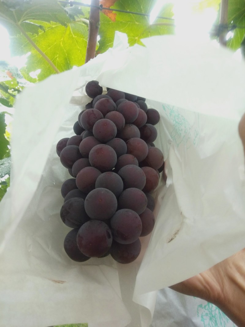 沪太八号葡萄