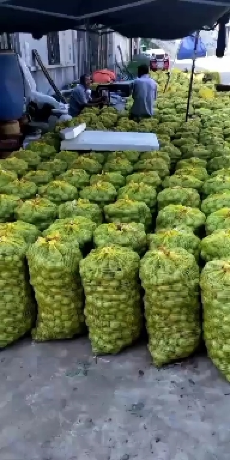 薄皮纸皮干核桃产地，大量现货，规格品种齐全，大量供应
