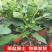 带果盆栽无花果地栽无花果树苗矮化波姬红种植室内阳台当年挂