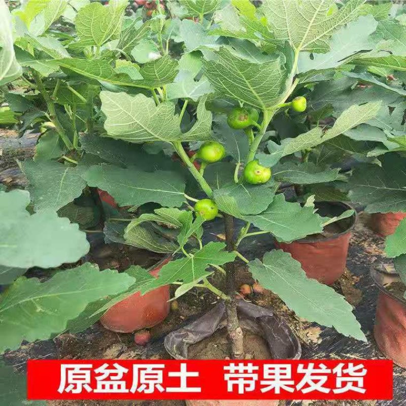 带果盆栽无花果地栽无花果树苗矮化波姬红种植室内阳台当年挂