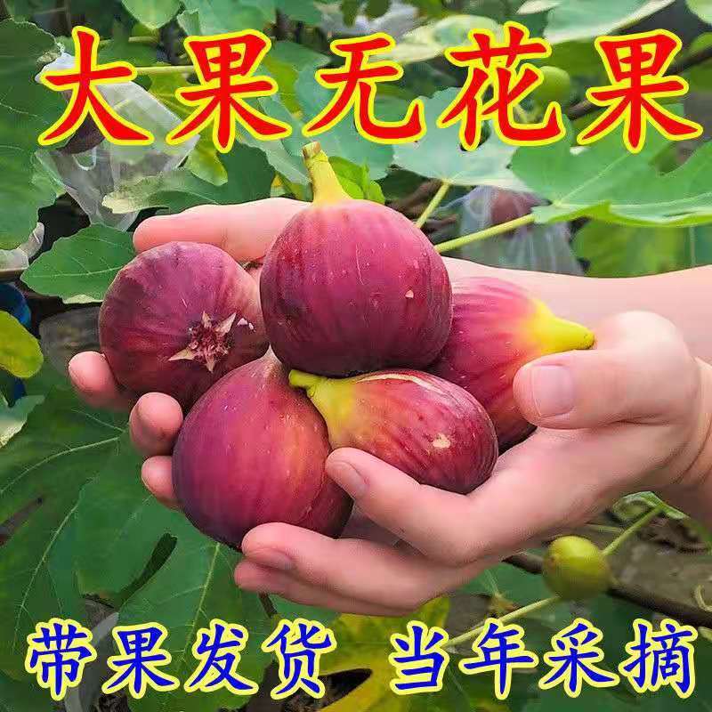 带果盆栽无花果地栽无花果树苗矮化波姬红种植室内阳台当年挂