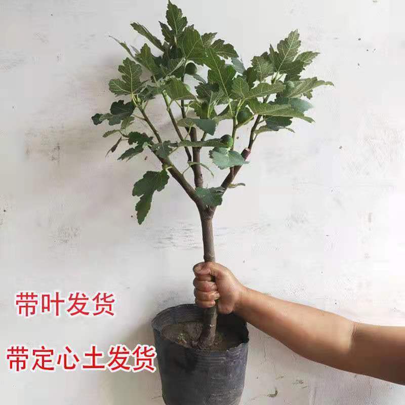 带果盆栽无花果地栽无花果树苗矮化波姬红种植室内阳台当年挂