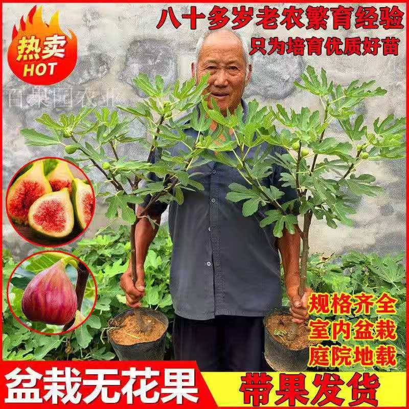 带果盆栽无花果地栽无花果树苗矮化波姬红种植室内阳台当年挂