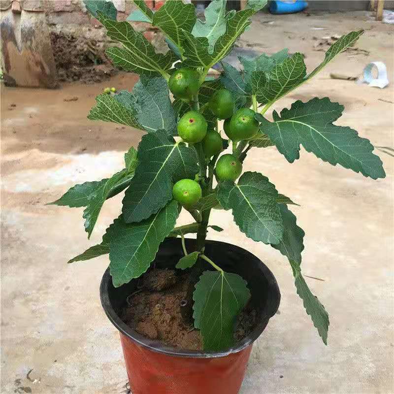 带果盆栽无花果地栽无花果树苗矮化波姬红种植室内阳台当年挂