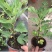带果盆栽无花果地栽无花果树苗矮化波姬红种植室内阳台当年挂