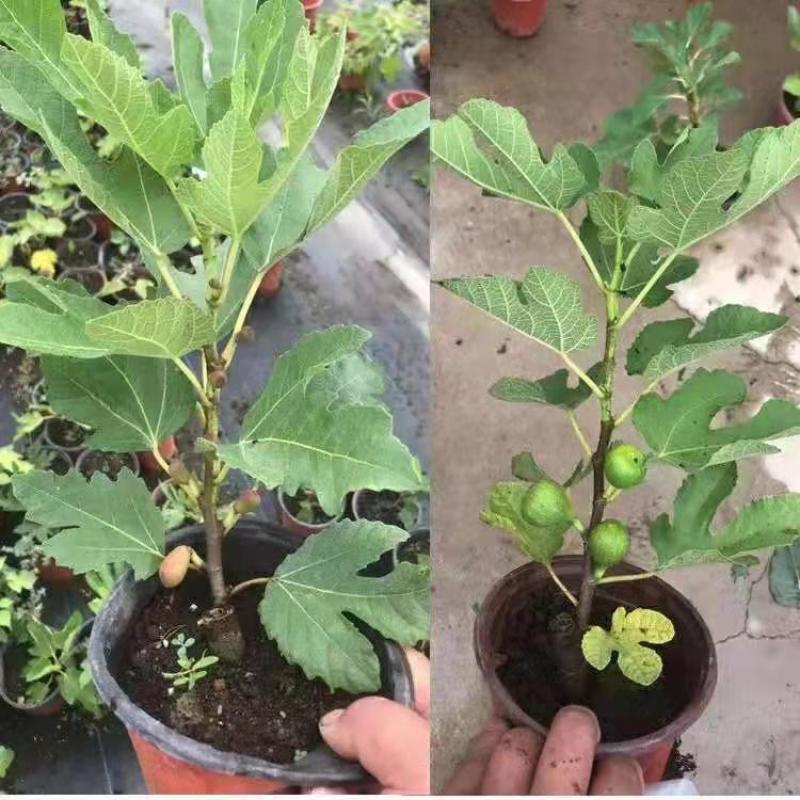 带果盆栽无花果地栽无花果树苗矮化波姬红种植室内阳台当年挂