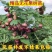 带果盆栽无花果地栽无花果树苗矮化波姬红种植室内阳台当年挂