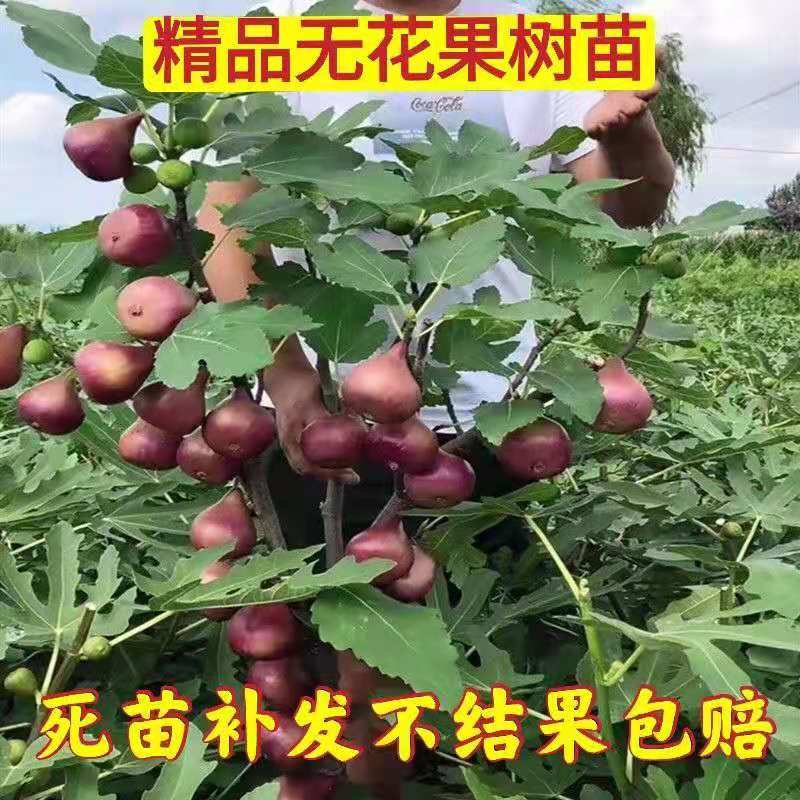带果盆栽无花果地栽无花果树苗矮化波姬红种植室内阳台当年挂