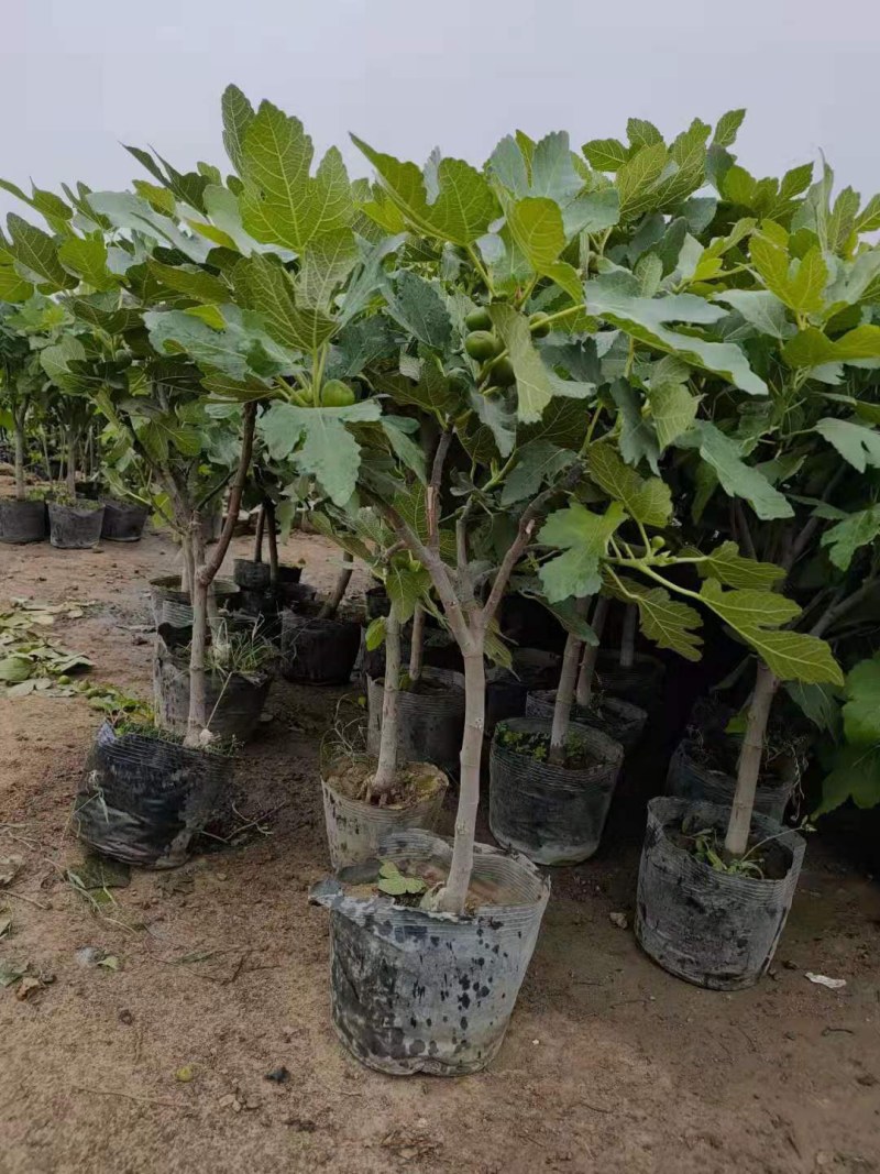 带果盆栽无花果地栽无花果树苗矮化波姬红种植室内阳台当年挂