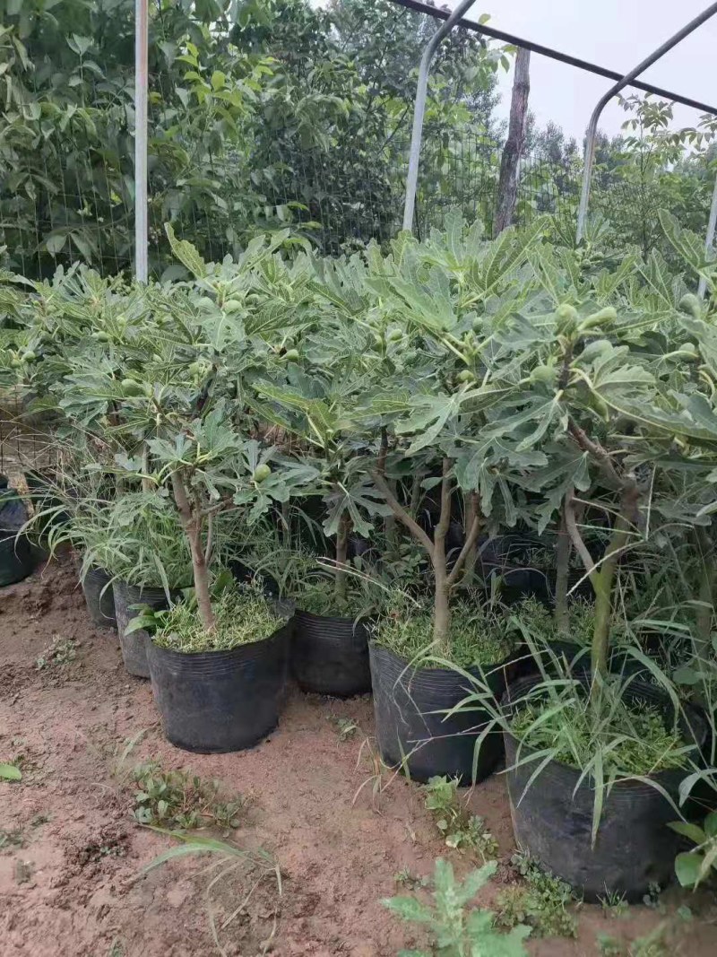 带果盆栽无花果地栽无花果树苗矮化波姬红种植室内阳台当年挂