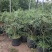 带果盆栽无花果地栽无花果树苗矮化波姬红种植室内阳台当年挂