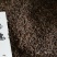 紫穗槐种子发芽率高实体经营质量保证全国发货
