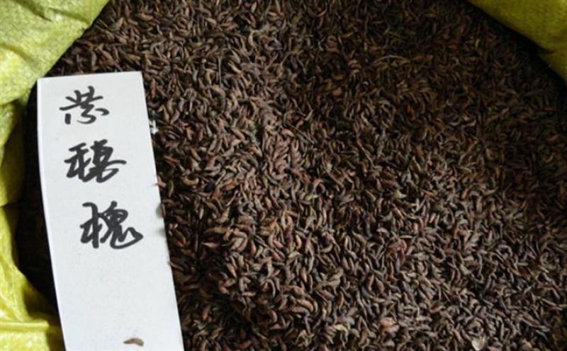 紫穗槐种子发芽率高实体经营质量保证全国发货