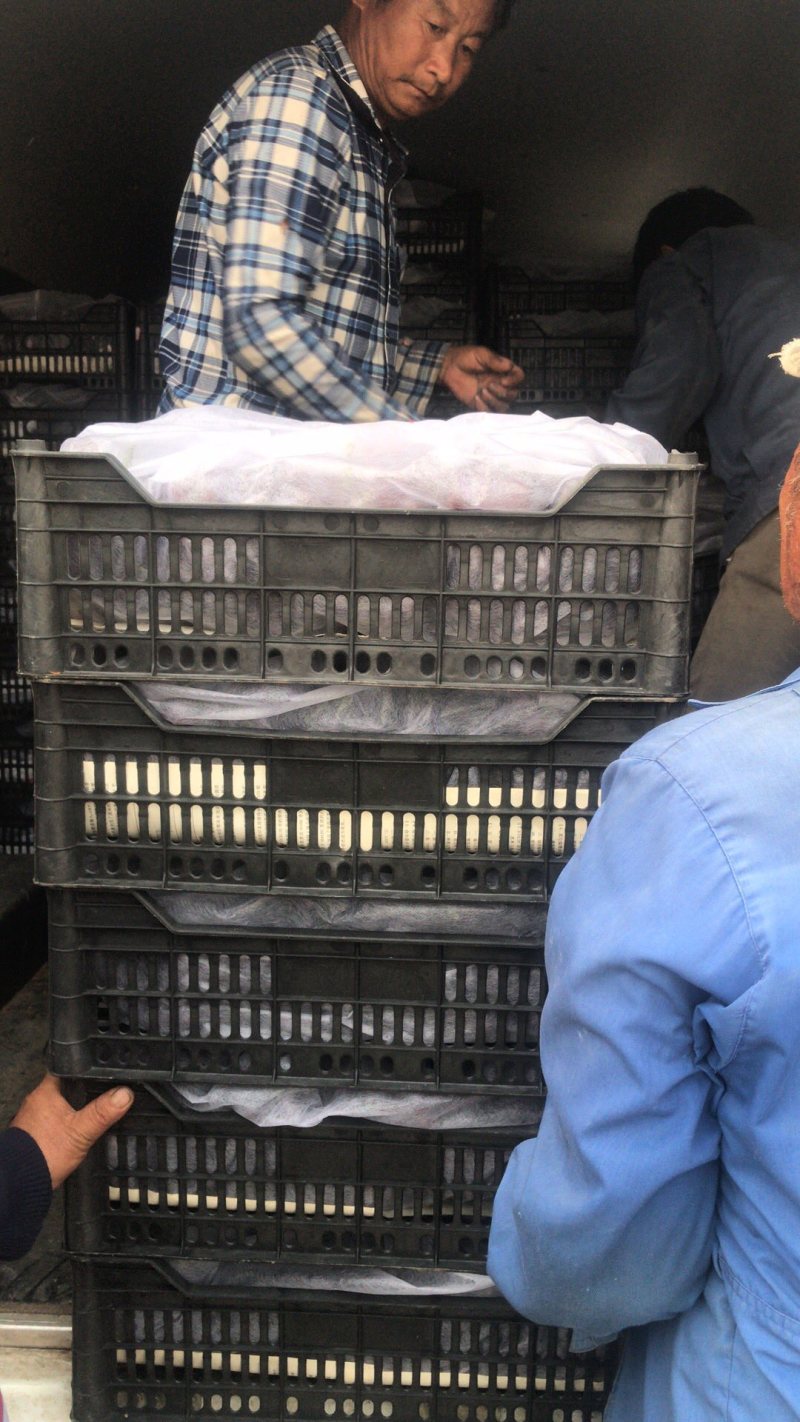 天津茶淀玫瑰香葡萄，专业代办，天津当地有实体店代办！