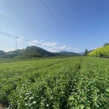 紫丁香小苗根系发达高度20公分以上开紫色花气味芳香