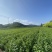 紫丁香小苗根系发达高度20公分以上开紫色花气味芳香