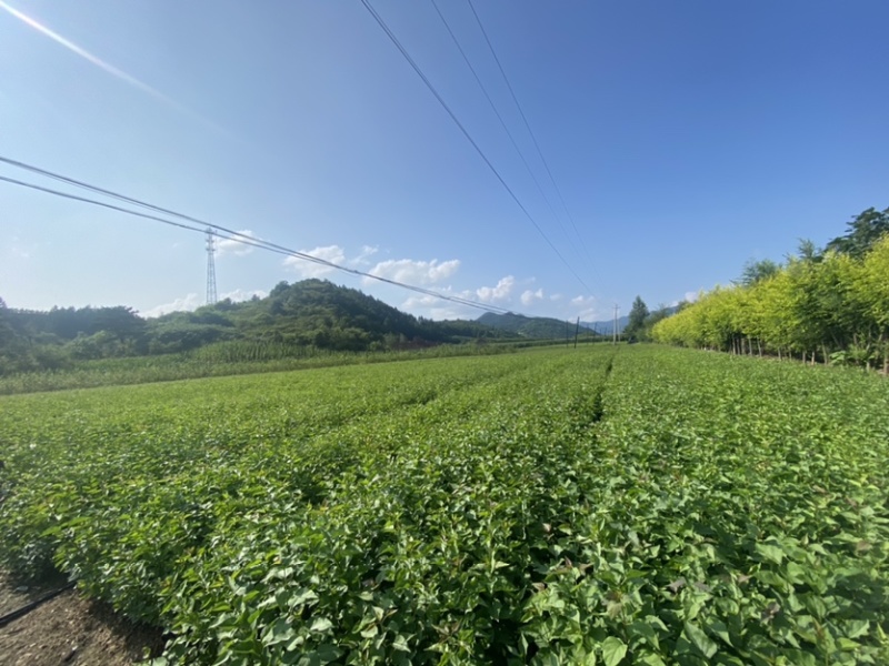 紫丁香小苗根系发达高度20公分以上开紫色花气味芳香