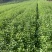 紫丁香小苗根系发达高度20公分以上开紫色花气味芳香