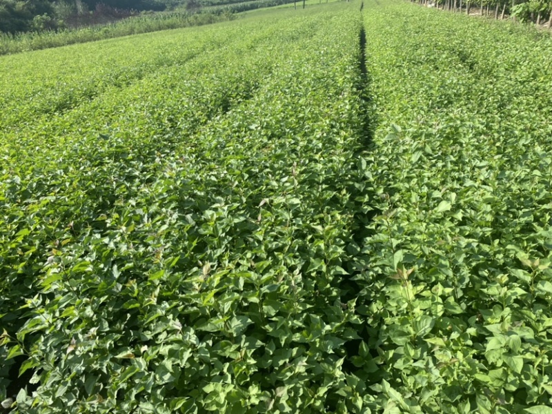 紫丁香小苗根系发达高度20公分以上开紫色花气味芳香