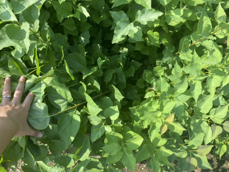 紫丁香小苗根系发达高度20公分以上开紫色花气味芳香