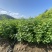 紫丁香小苗根系发达高度20公分以上开紫色花气味芳香