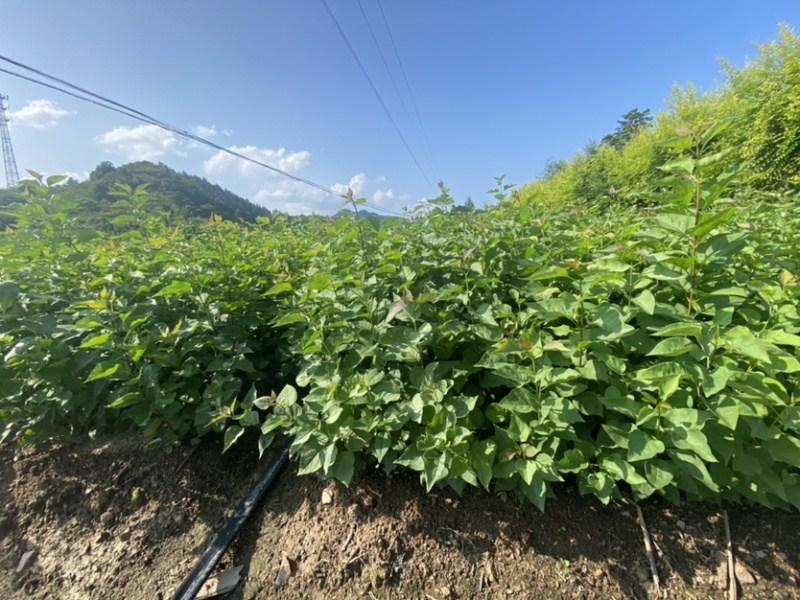 紫丁香小苗根系发达高度20公分以上开紫色花气味芳香