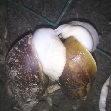 大量出售商品蜗牛，种牛，小蜗牛