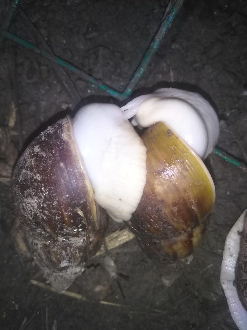 大量出售商品蜗牛，种牛，小蜗牛