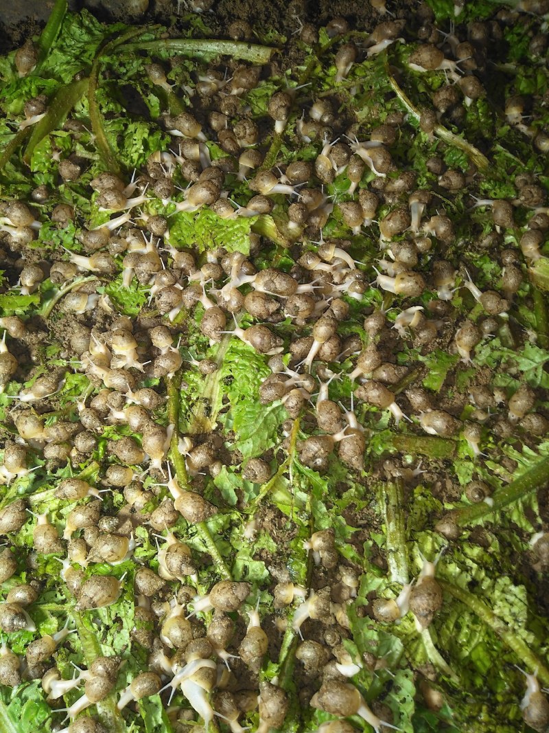 大量出售商品蜗牛，种牛，小蜗牛