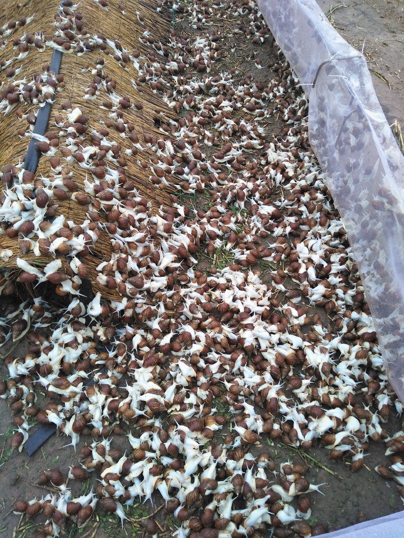 大量出售商品蜗牛，种牛，小蜗牛