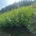 水腊小苗一级苗有量价格优惠。枝条粗壮
