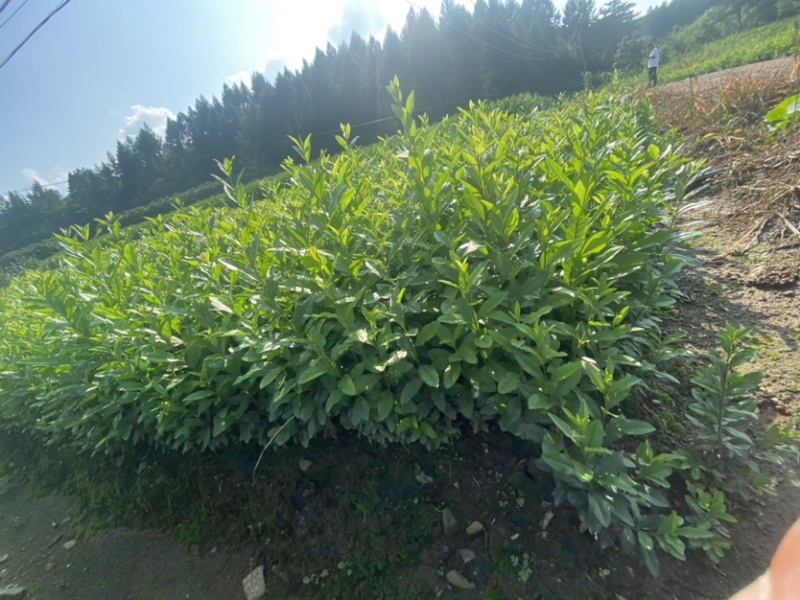水腊小苗一级苗有量价格优惠。枝条粗壮