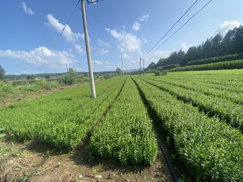 水腊小苗一级苗有量价格优惠。枝条粗壮