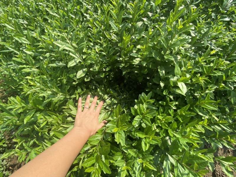 水腊小苗一级苗有量价格优惠。枝条粗壮