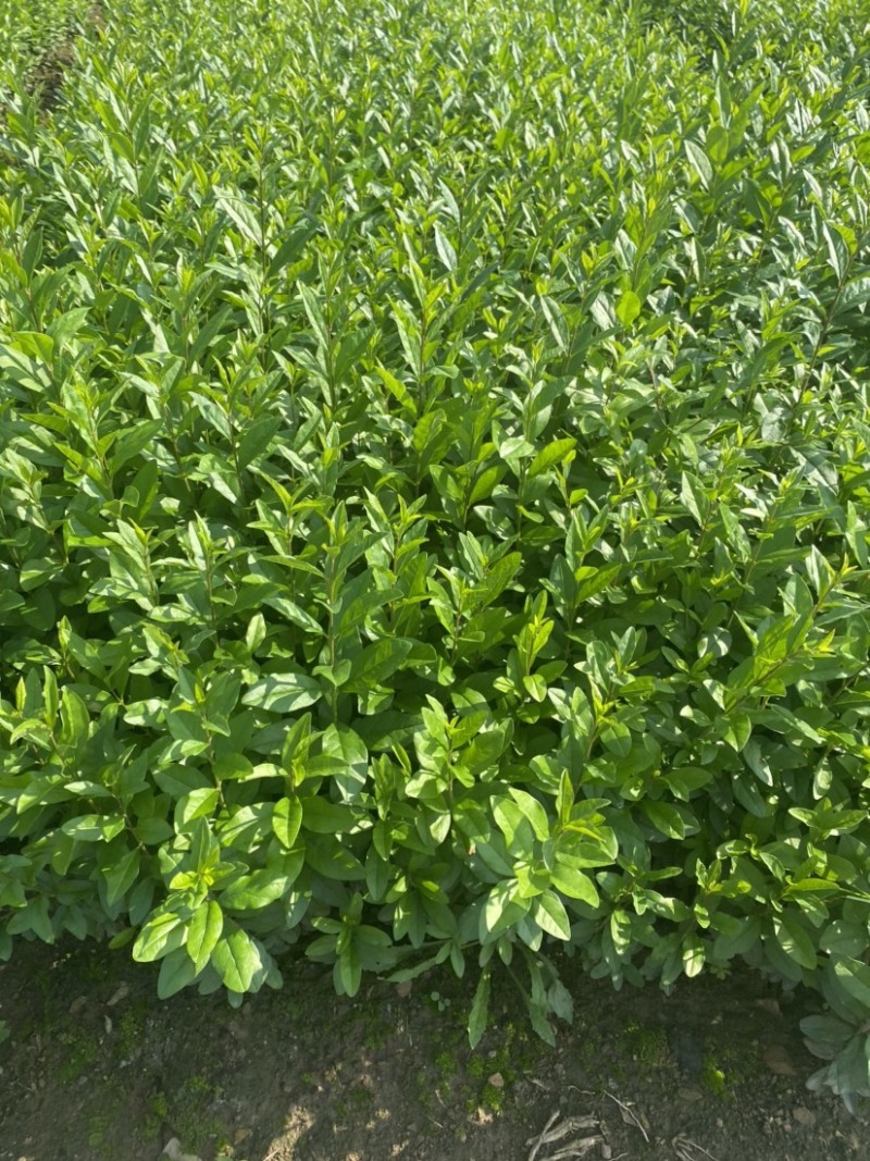 水腊小苗一级苗有量价格优惠。枝条粗壮