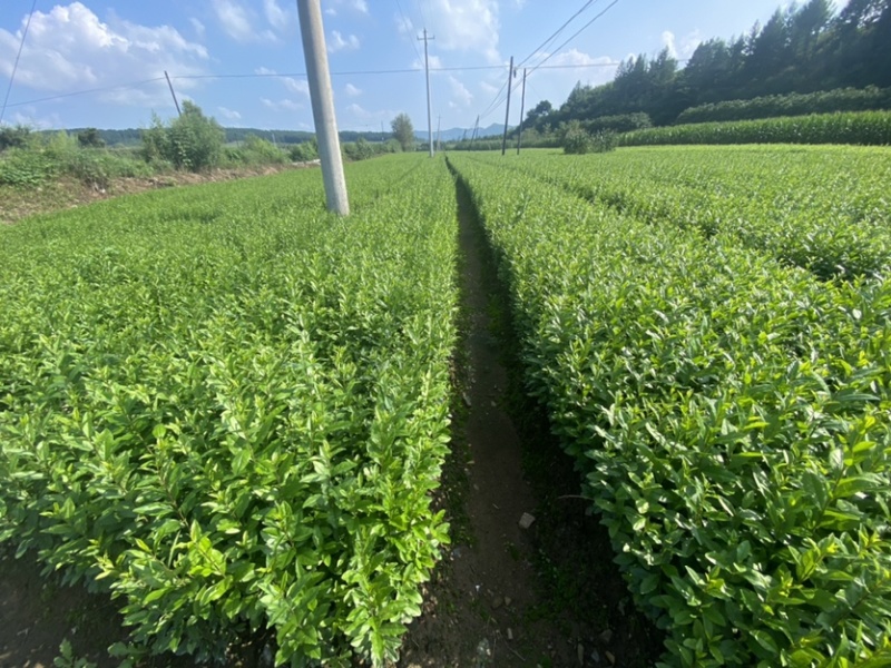 水腊小苗一级苗有量价格优惠。枝条粗壮