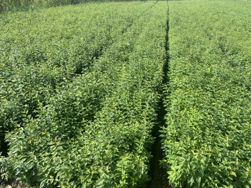 暴马丁香小苗白丁香小苗根系发达苗子粗壮海量产地直发