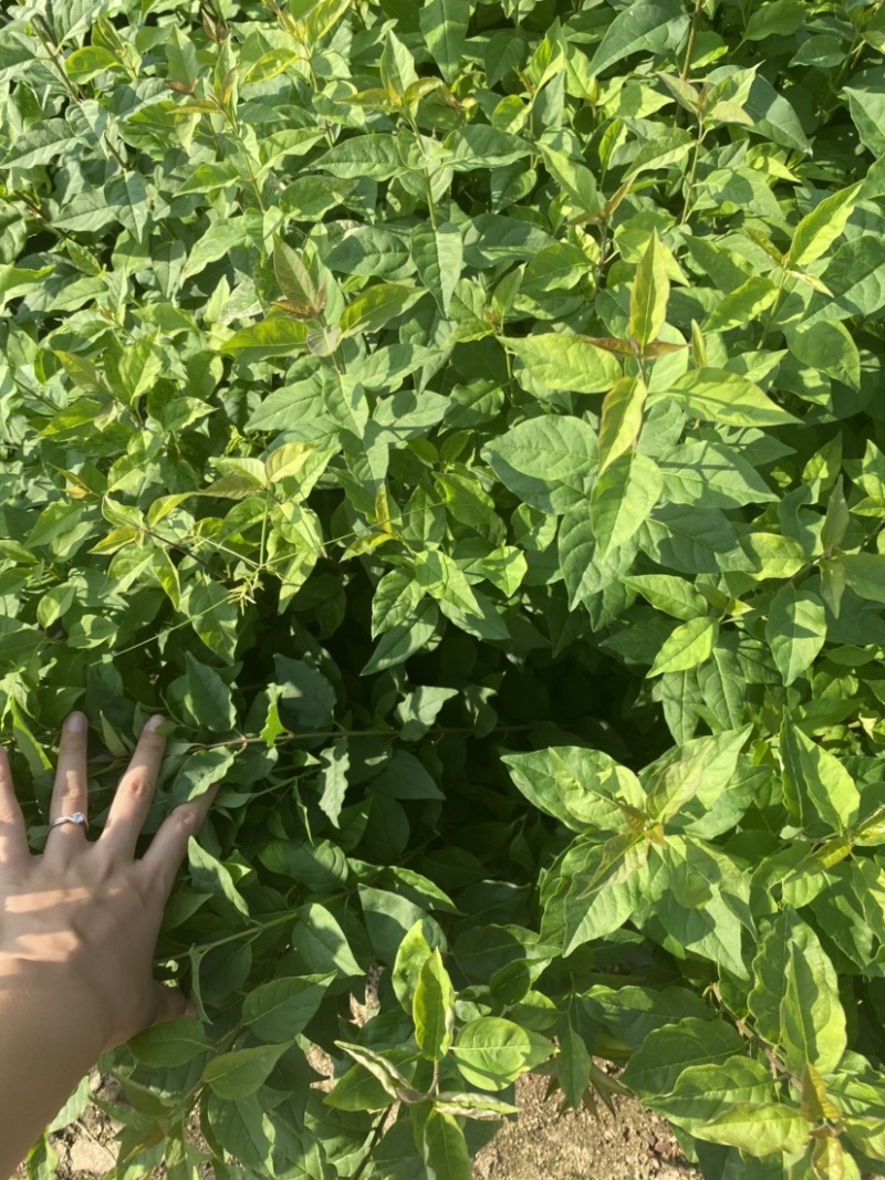 暴马丁香小苗白丁香小苗根系发达苗子粗壮海量产地直发