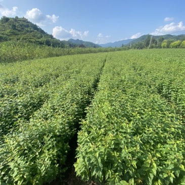 暴马丁香小苗白丁香小苗根系发达苗子粗壮海量产地直发