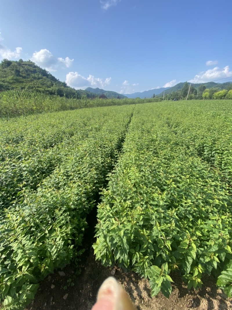暴马丁香小苗白丁香小苗根系发达苗子粗壮海量产地直发