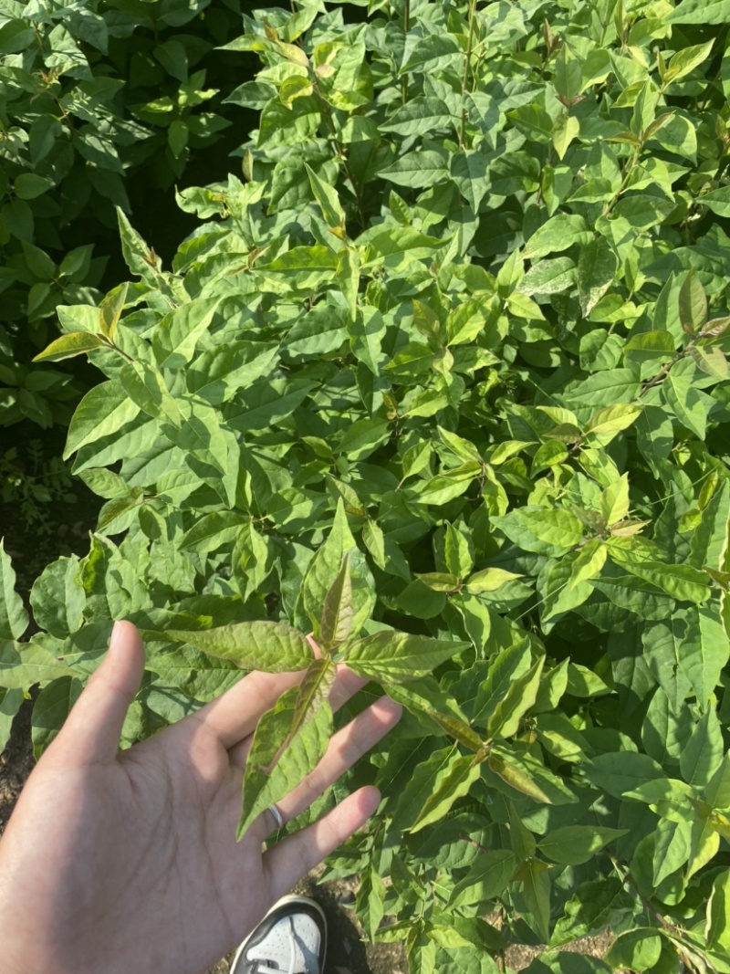 暴马丁香小苗白丁香小苗根系发达苗子粗壮海量产地直发