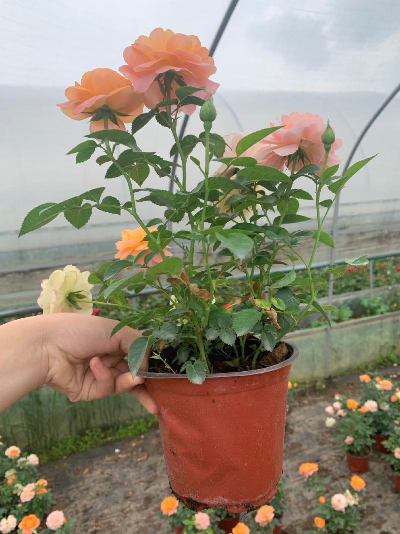 钻石玫瑰又名微型月季，带花苞发货，质量非常好