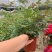 钻石玫瑰又名微型月季，带花苞发货，质量非常好