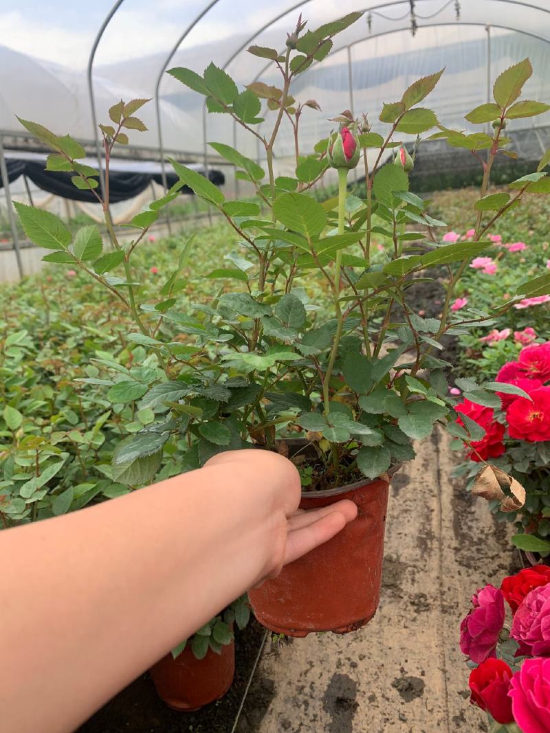 钻石玫瑰又名微型月季，带花苞发货，质量非常好