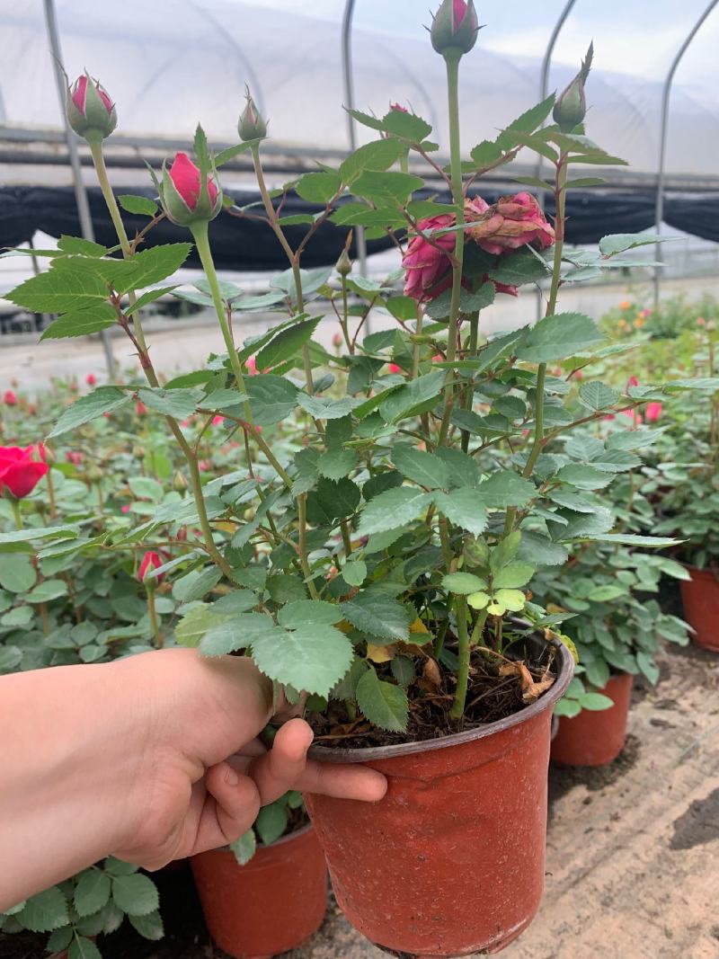 钻石玫瑰又名微型月季，带花苞发货，质量非常好