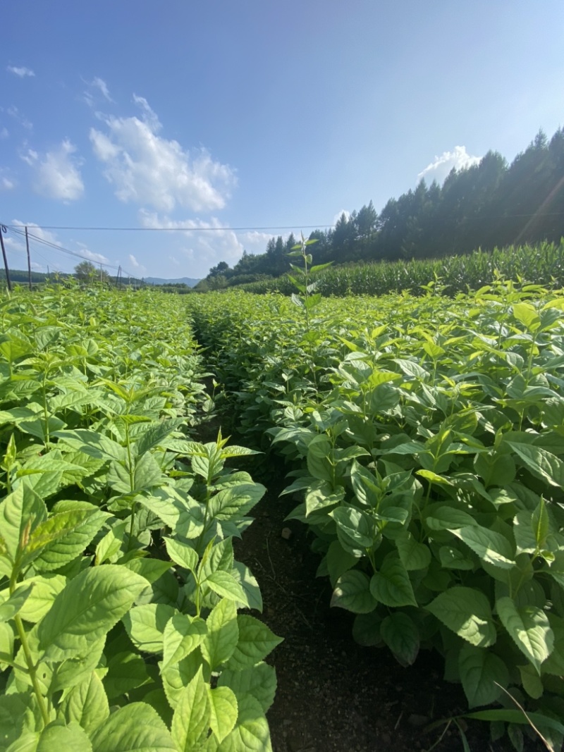 东北连翘小苗根系发达易成活低价海量批发全国包邮
