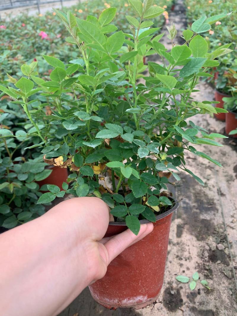 钻石玫瑰又名微型月季，带花苞发货，质量非常好