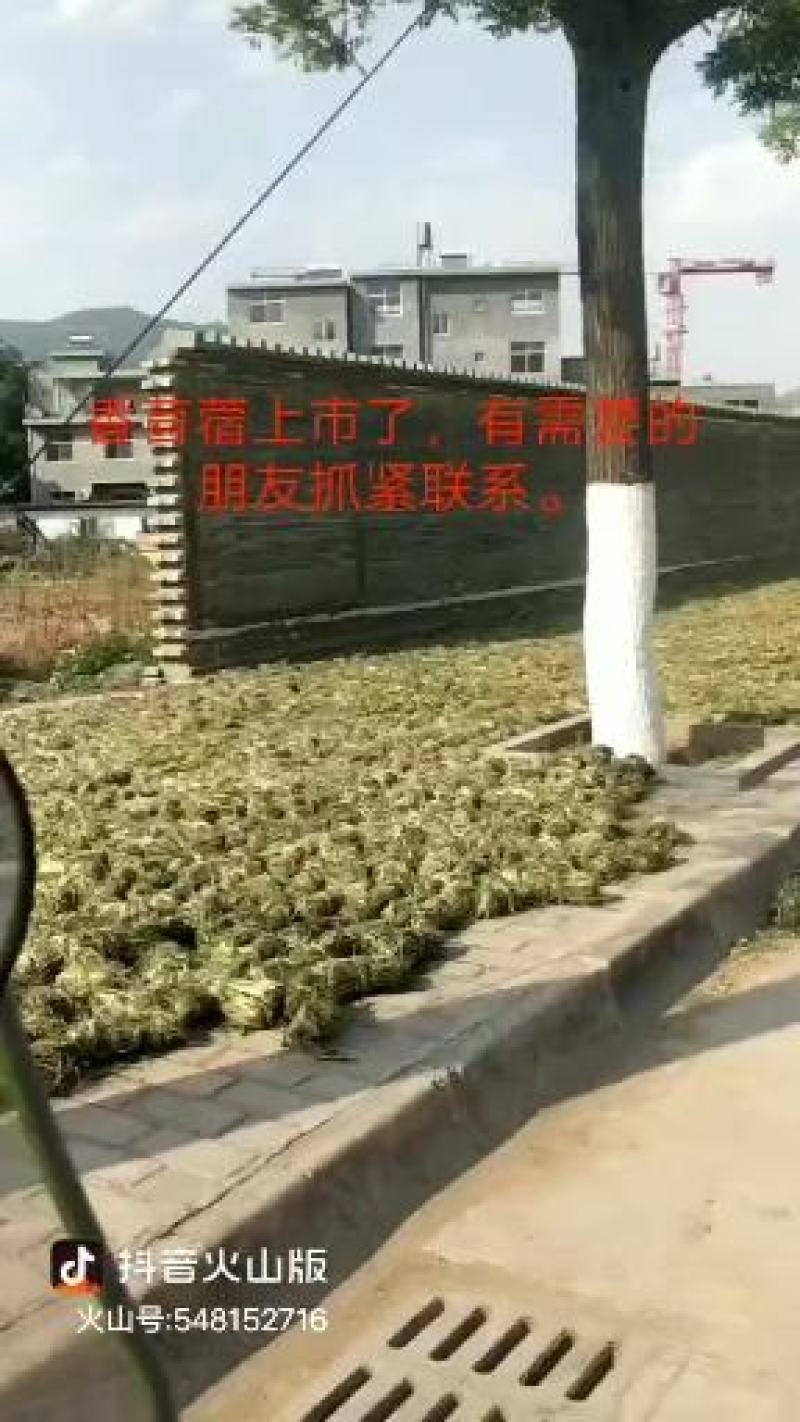 香苜蓿调味调料香料香草凉皮调料香苜蓿香料香豆子花卷蒸馍卤