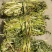 香苜蓿调味调料香料香草凉皮调料香苜蓿香料香豆子花卷蒸馍卤